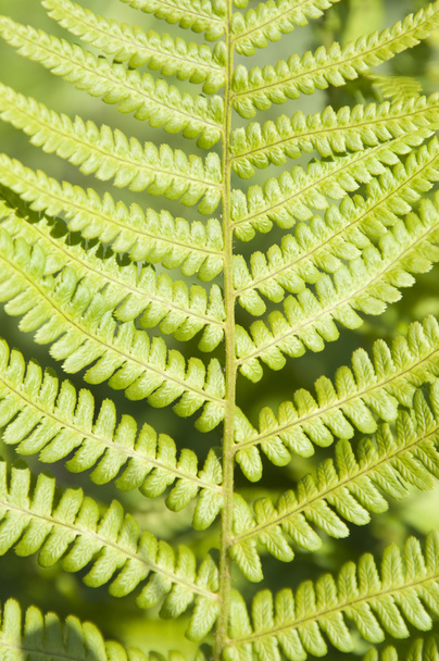 Green Fern Leaf  - Foto, imagen