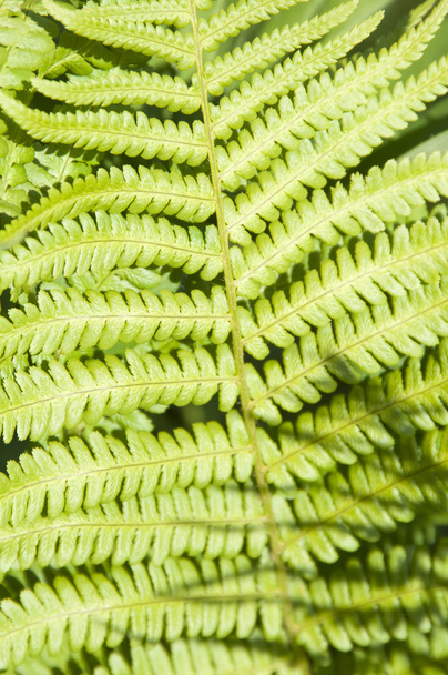 Green Fern Leaf  - Valokuva, kuva
