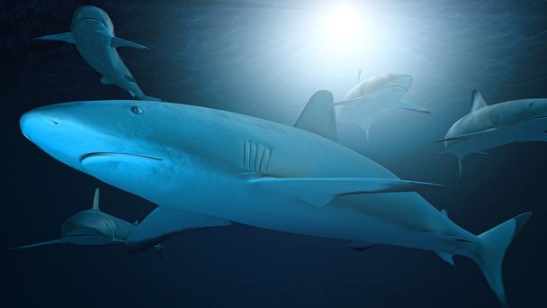 Requins sous-marins et lumière
 - Photo, image
