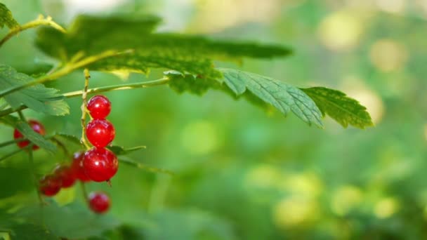 red currants - Footage, Video