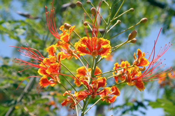 caesalpinia pulcherrima λουλούδια - Φωτογραφία, εικόνα