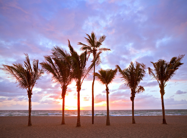 Майами-Бич, Флорида Цветной летний восход или закат с пальмами
 - Фото, изображение