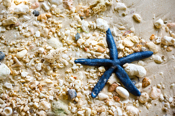 blue starfish - Photo, Image