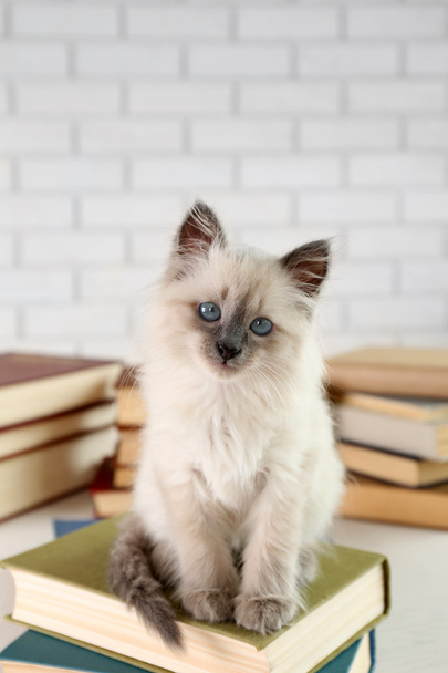 Cute little cat with books - Zdjęcie, obraz
