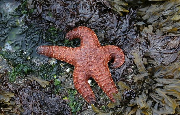 Ochre Starfish Natureza
 - Foto, Imagem