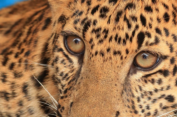 Portret van jonge leopard. - Foto, afbeelding