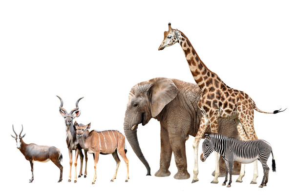 Girafa, elefante, zebra, antílopes de Blesbok e Kudu
 - Foto, Imagem