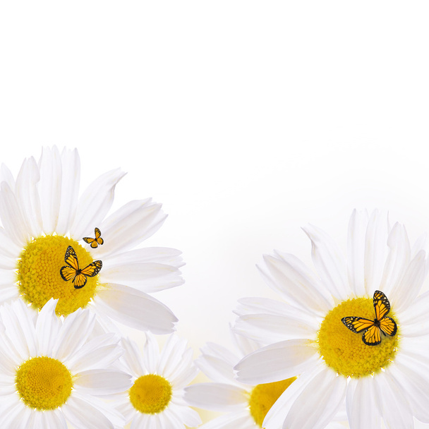 The beautiful daisy isolated on white - Foto, immagini