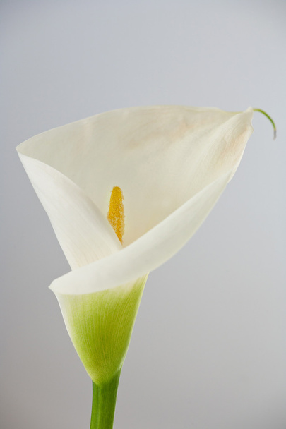 білий Калла
 - Фото, зображення