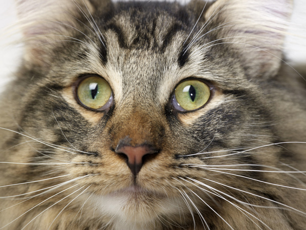 norvég erdei macska portré - Fotó, kép