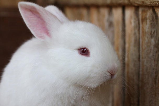 biały królik - Zdjęcie, obraz