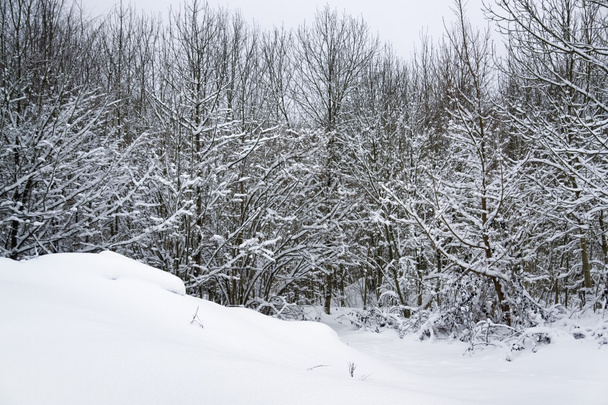 Snowy forest detail - Fotoğraf, Görsel
