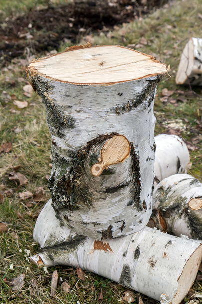 Březové dřevo - Fotografie, Obrázek