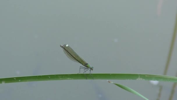 Dragonfly Green - Кадри, відео