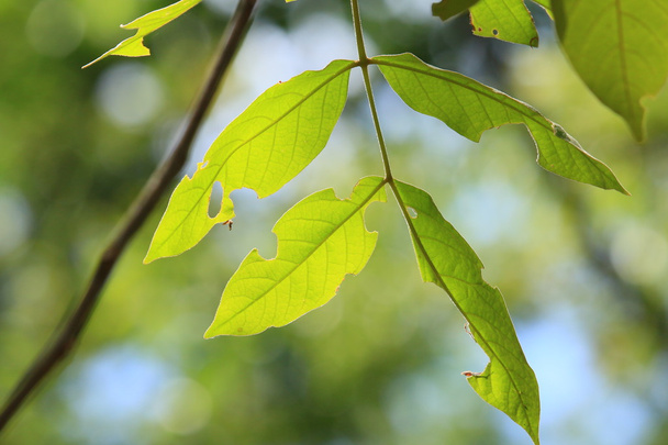 πράσινα φύλλα το φθινόπωρο - Φωτογραφία, εικόνα