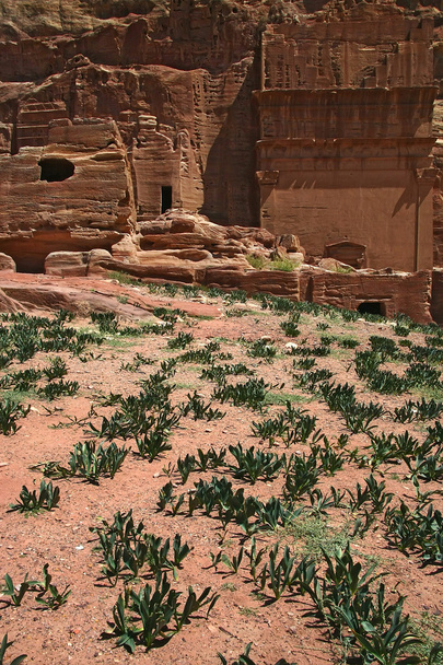 Sepulturas de Petra
 - Foto, Imagem