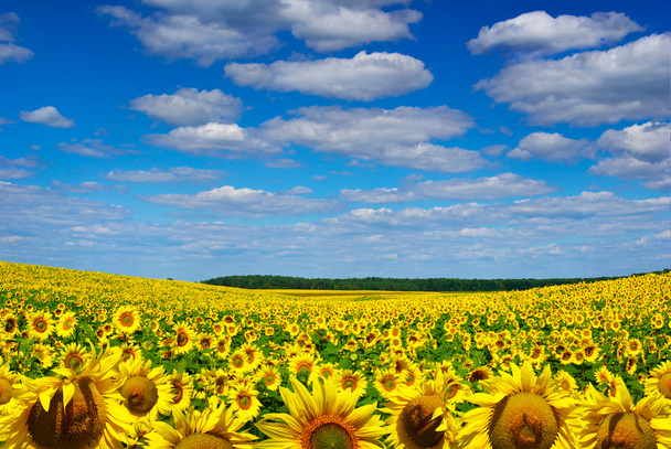 żółte słoneczniki uprawy w polu pod błękitne niebo - Zdjęcie, obraz
