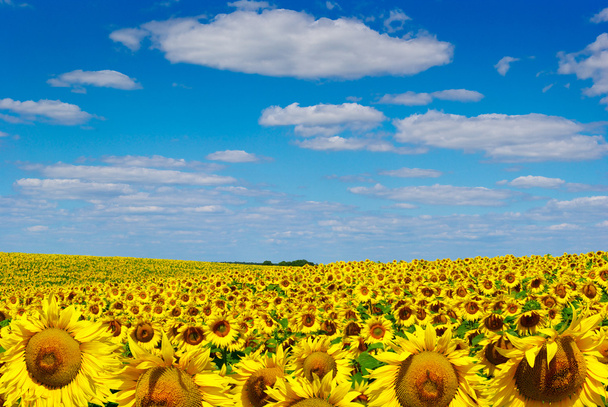Yellow sunflowers growing in a field under a blue sky - Photo, Image