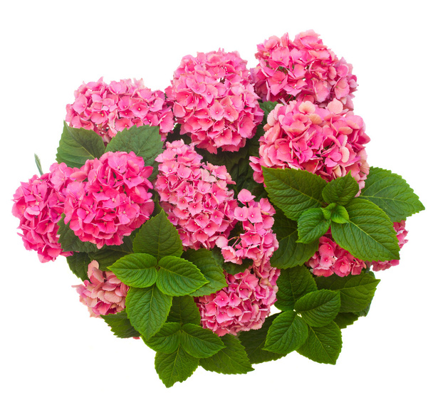 pink  hortensia flowers - Фото, изображение