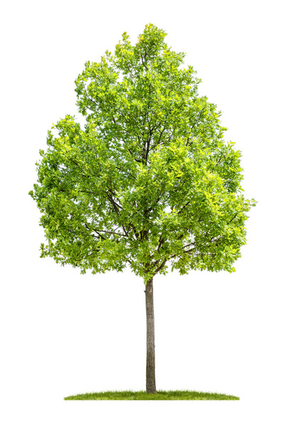 Oak tree on a white background - Foto, afbeelding