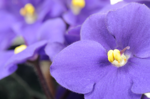 Purple Violet Flowers Close-up - Φωτογραφία, εικόνα