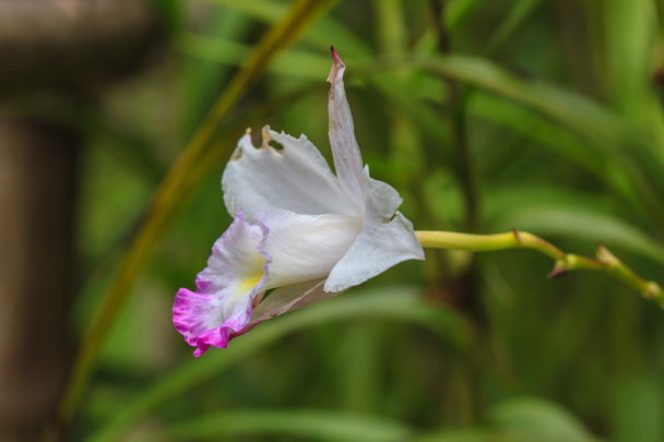 Arundina graminifolia terrestrial orchid close up - Photo, Image