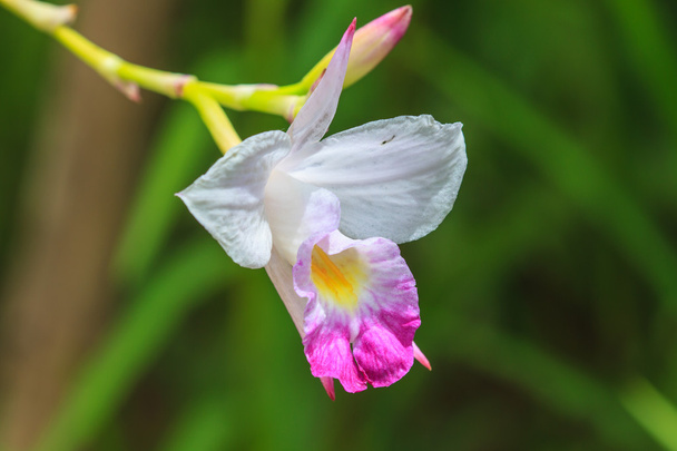 Arundina graminifolia terrestrial orchid close up - Photo, Image