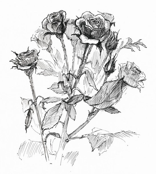 bloem schets op wit - Foto, afbeelding