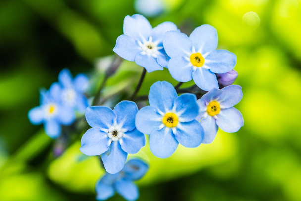 Blue flowers on green background - Fotoğraf, Görsel