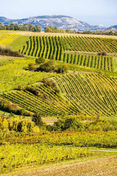 autumnal vineyards near Falkenstein, Lower Austria, Austria - Photo, Image
