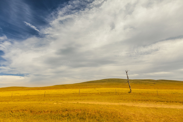 Dead trees and fields with white clouds blue sky - Zdjęcie, obraz