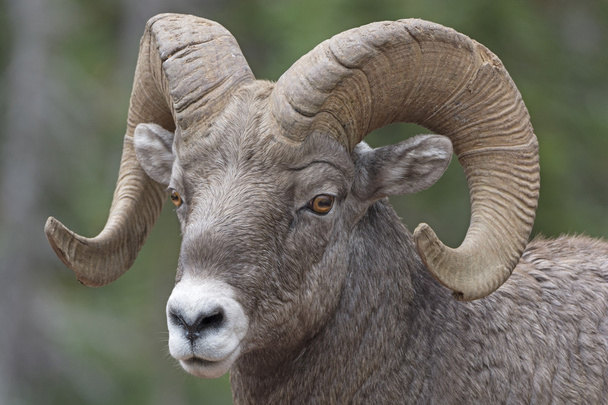 Крупный план овец с большими рогами
 - Фото, изображение