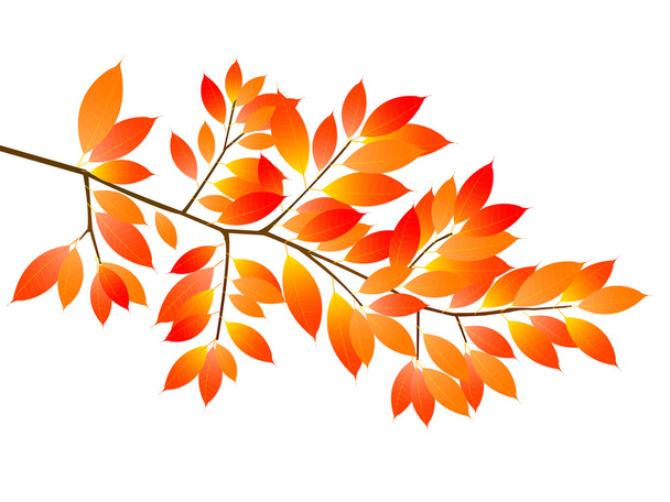Maple foliage icon - Vector, Image
