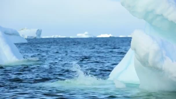 Bahía de disko de Ilulissat costeras icebergs fusión - Metraje, vídeo