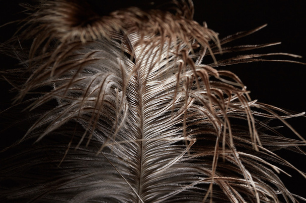 Ostrich feather - Photo, Image