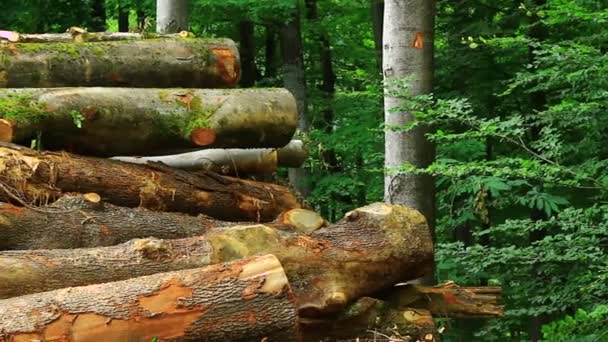 Деревянные стволы лежат в лесу
 - Кадры, видео