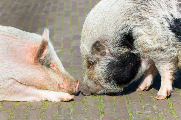 Two pigs making contact - Photo, Image