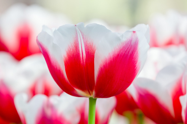 piros fehér tulipán mező előtt - Fotó, kép