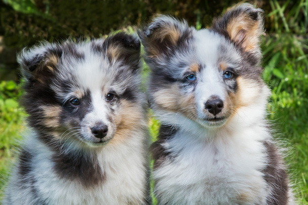 iki genç sığınak köpek portresi - Fotoğraf, Görsel