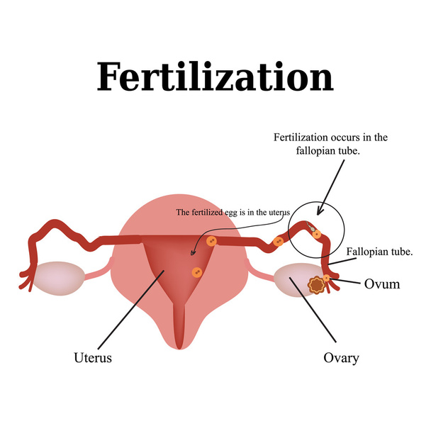 Diagram of the structure of the pelvic organs. Fertilization. Vector illustration on isolated background - Wektor, obraz