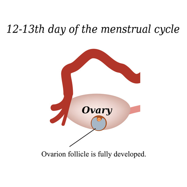12-13 días de ciclo menstrual: un folículo ovárico completamente desarrollado. Ilustración vectorial sobre fondo aislado
 - Vector, Imagen