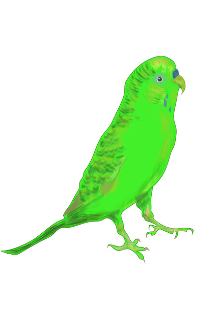 Parrot vector illustration - Wektor, obraz