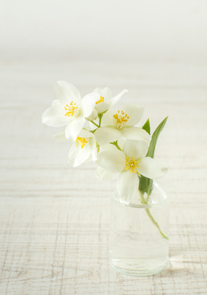 Flores de jazmín, enfoque selectivo
 - Foto, Imagen