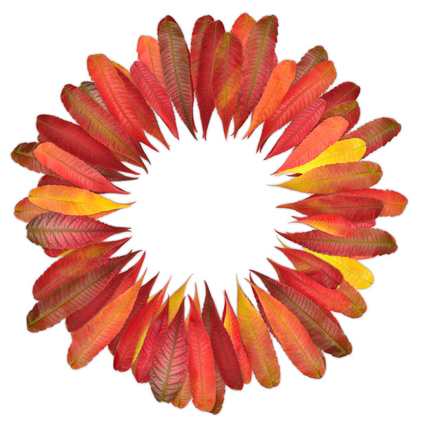 colorful leaves circle - Fotó, kép