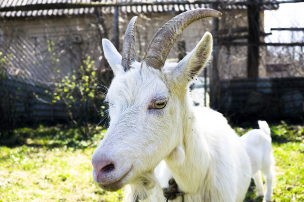 Goat in the garden - Photo, Image