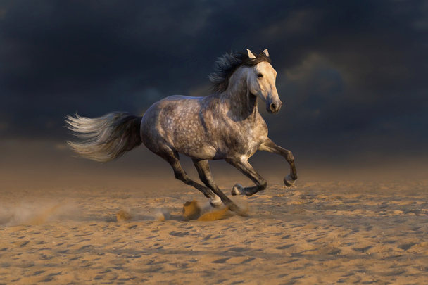 λευκό stallion τρέχει - Φωτογραφία, εικόνα
