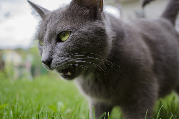 Gato salvaje y hierba verde
 - Foto, Imagen