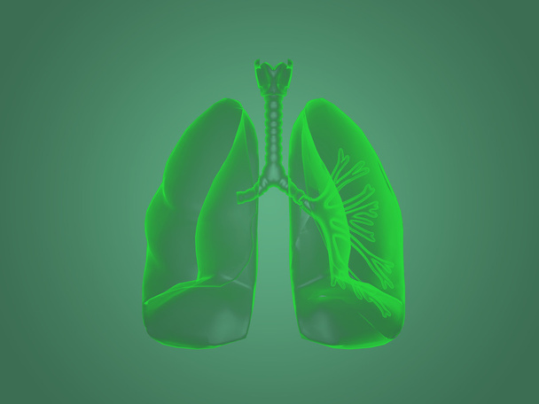 X-Ray Akciğerler anatomisi - Fotoğraf, Görsel