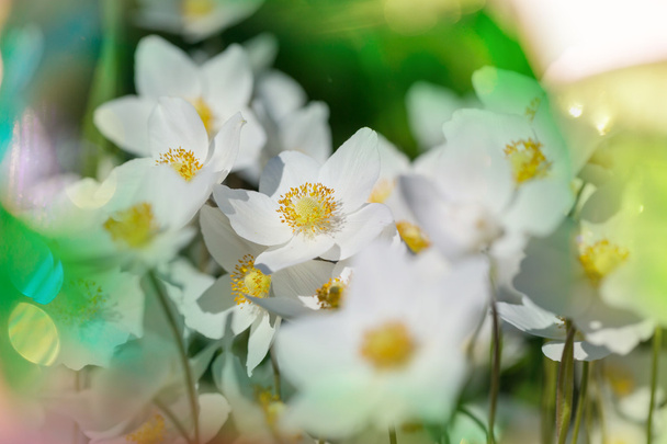 άγρια νάρκισσος λουλούδια - Φωτογραφία, εικόνα
