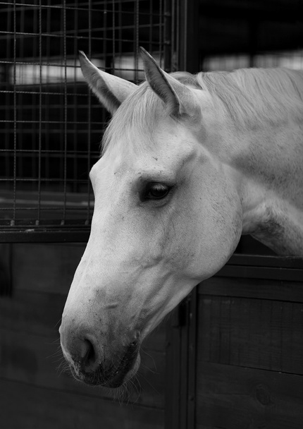 Portrait white horse 1 - Φωτογραφία, εικόνα